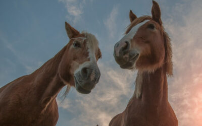 7 raisons d’utiliser le laser thérapeutique pour les animaux