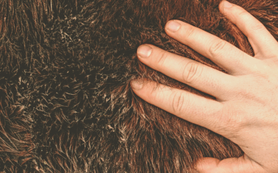 Seriez-vous capable de reconnaître les signes de la maladie de Cushing?