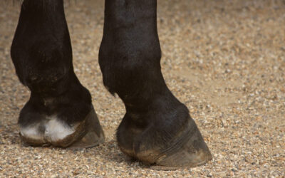 Reconnaître la maladie Naviculaire (ou syndrome podotrochléaire) chez le cheval