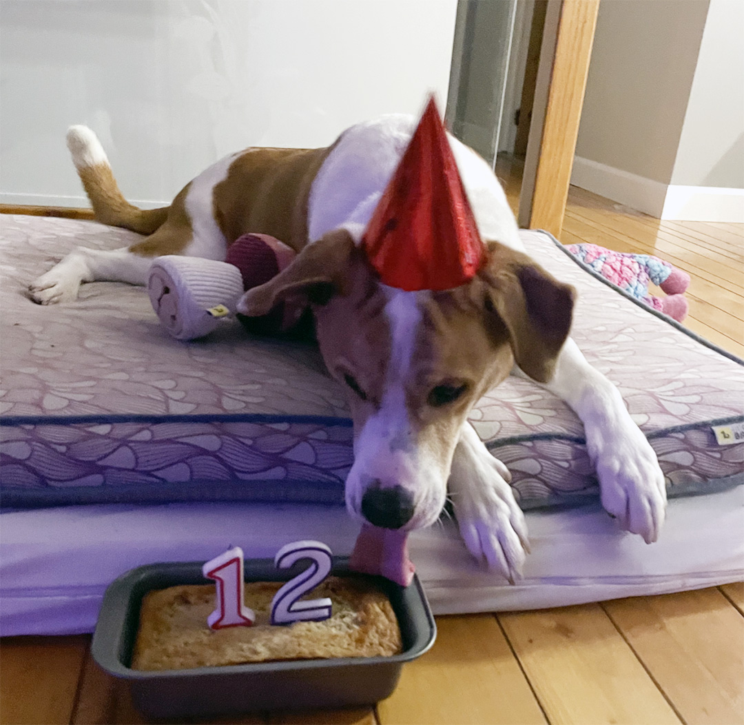 Dre-Magalie-Chenard-veterinaire-medecines-complementaires-chien-bali