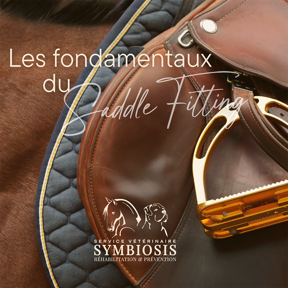 outil-fondamentaux-saddle-fitting-equin