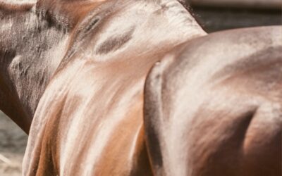 Dos faible et ensellé chez le cheval : les clés pour le prévenir !